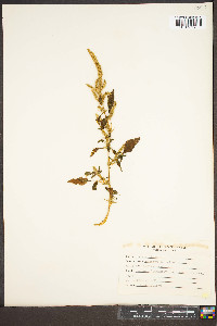 Amaranthus spinosus image