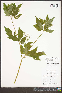 Thaspium barbinode image