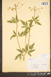 Thaspium trifoliatum var. trifoliatum image