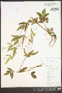 Thaspium trifoliatum image