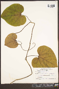 Aristolochia macrophylla image