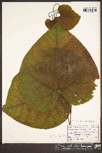 Aristolochia macrophylla image