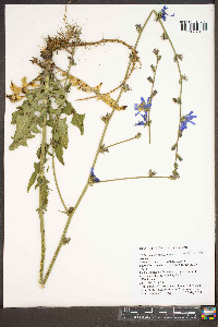 Cichorium intybus image