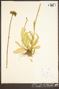 Hieracium caespitosum image