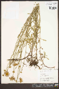 Triodanis perfoliata var. perfoliata image