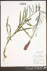 Liatris spicata image