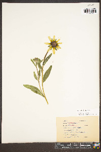 Helianthus mollis image