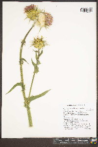 Silybum marianum image