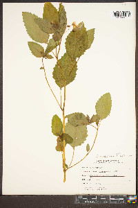 Impatiens biflora image