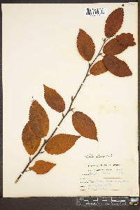 Betula alleghaniensis image