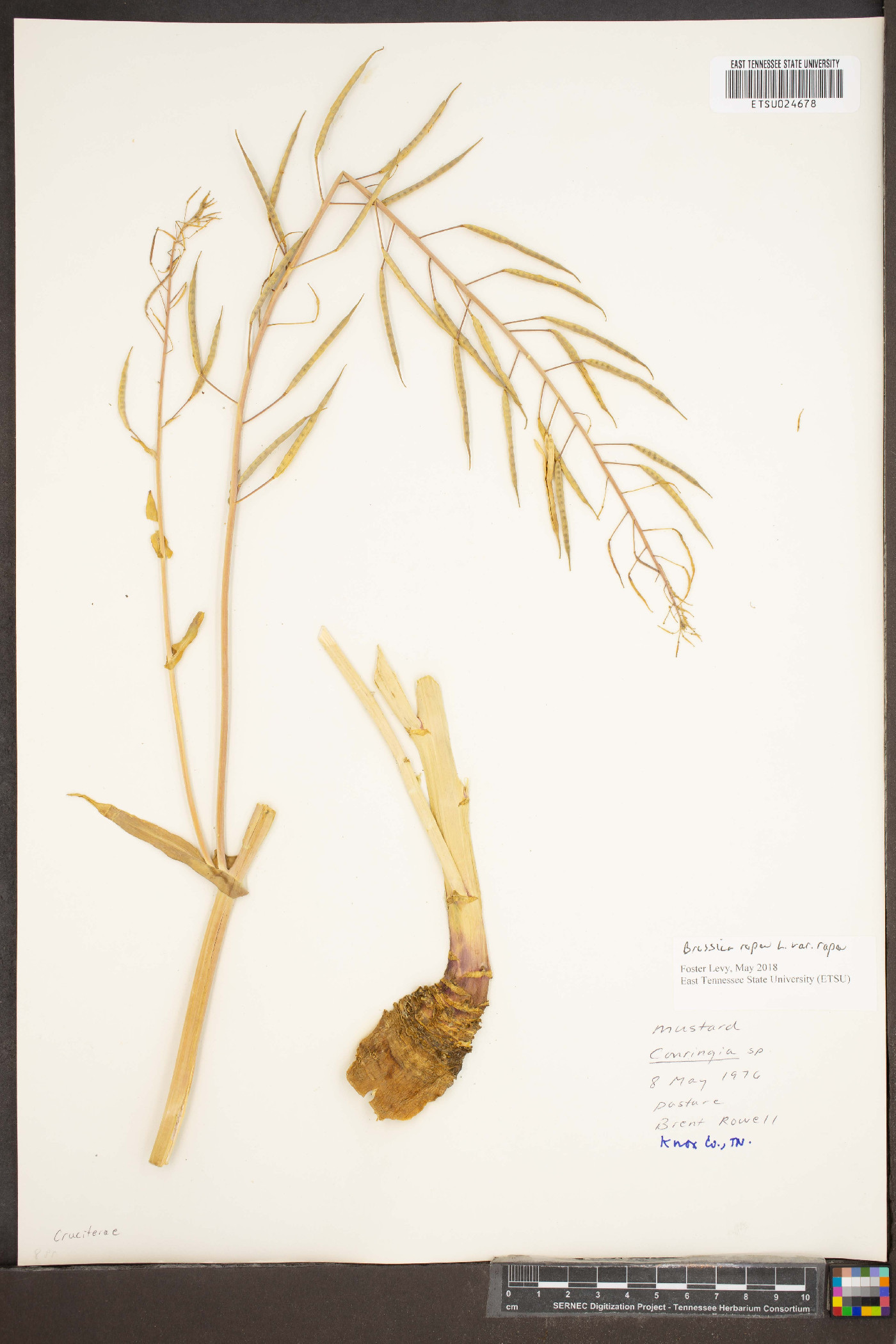 Brassica repanda subsp. repanda image