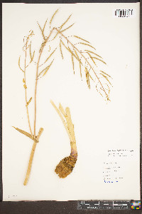 Brassica repanda subsp. repanda image