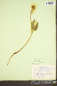 Cardamine diphylla image