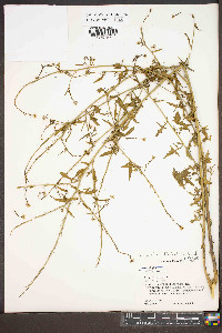 Sisymbrium officinale image