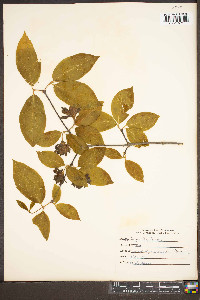 Calycanthus floridus image