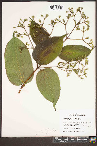 Heptacodium miconioides image