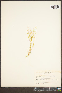 Arenaria serpyllifolia image
