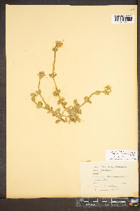 Cerastium fontanum subsp. vulgare image