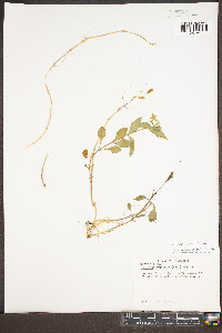 Stellaria corei image