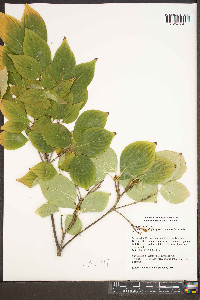 Cornus kousa image