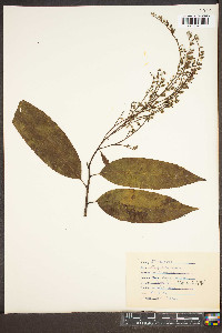 Oxydendrum arboreum image