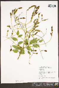 Sophora japonica image