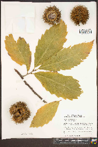 Castanea mollissima image