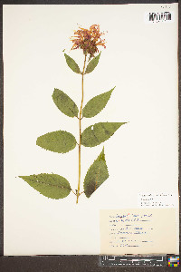 Monarda × media image