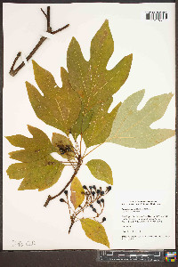 Sassafras tzumu image