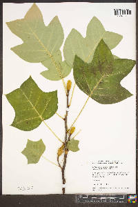 Liriodendron chinense image