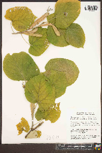 Tilia tomentosa image