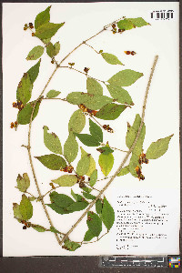 Lonicera maackii image