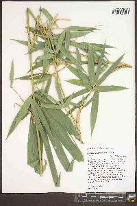 Arundinaria gigantea image