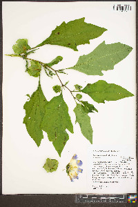 Nicandra physalodes image