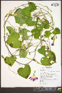 Ipomoea purpurea image