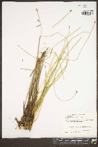 Eleocharis rostellata image