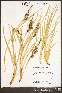 Carex nebrascensis image