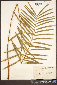 Zamia integrifolia image