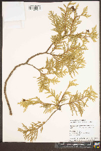 Thuja occidentalis image