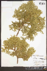 Thuja occidentalis image