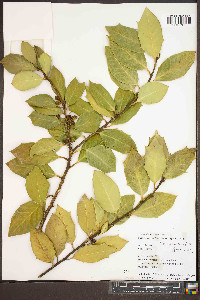 Ilex pseudoumbelliformis image