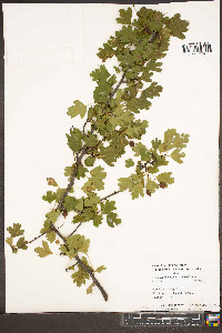 Crataegus monogyna image