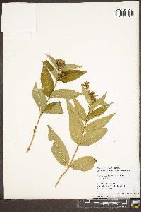 Diervilla sessilifolia image