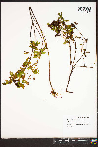 Hypericum mitchellianum image