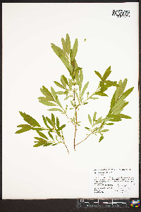 Hypericum prolificum image