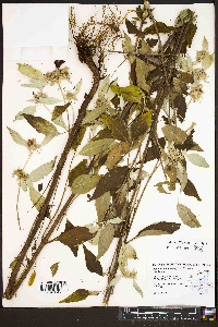 Pycnanthemum loomisii image