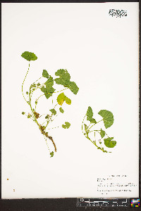 Malva neglecta image