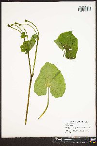 Caltha palustris image