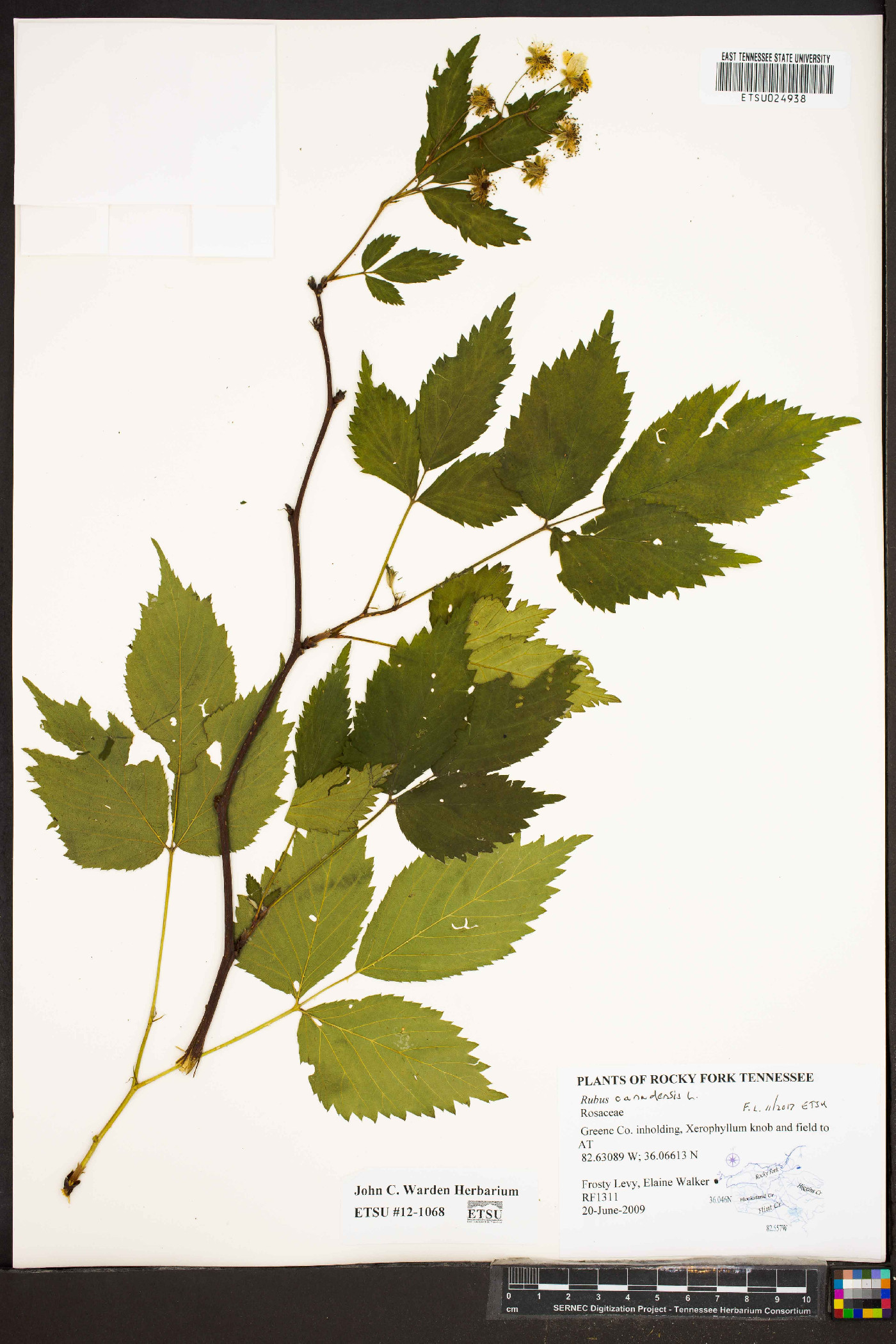 Rubus canadensis image