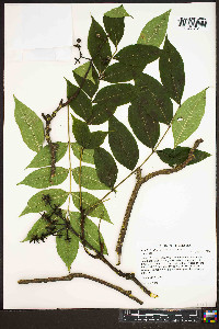 Phellodendron amurense image